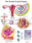 The Female Genital Organs - Anatomical Chart